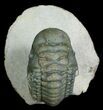 Nicely Prepared Crotalocephalina Trilobite #6116-2